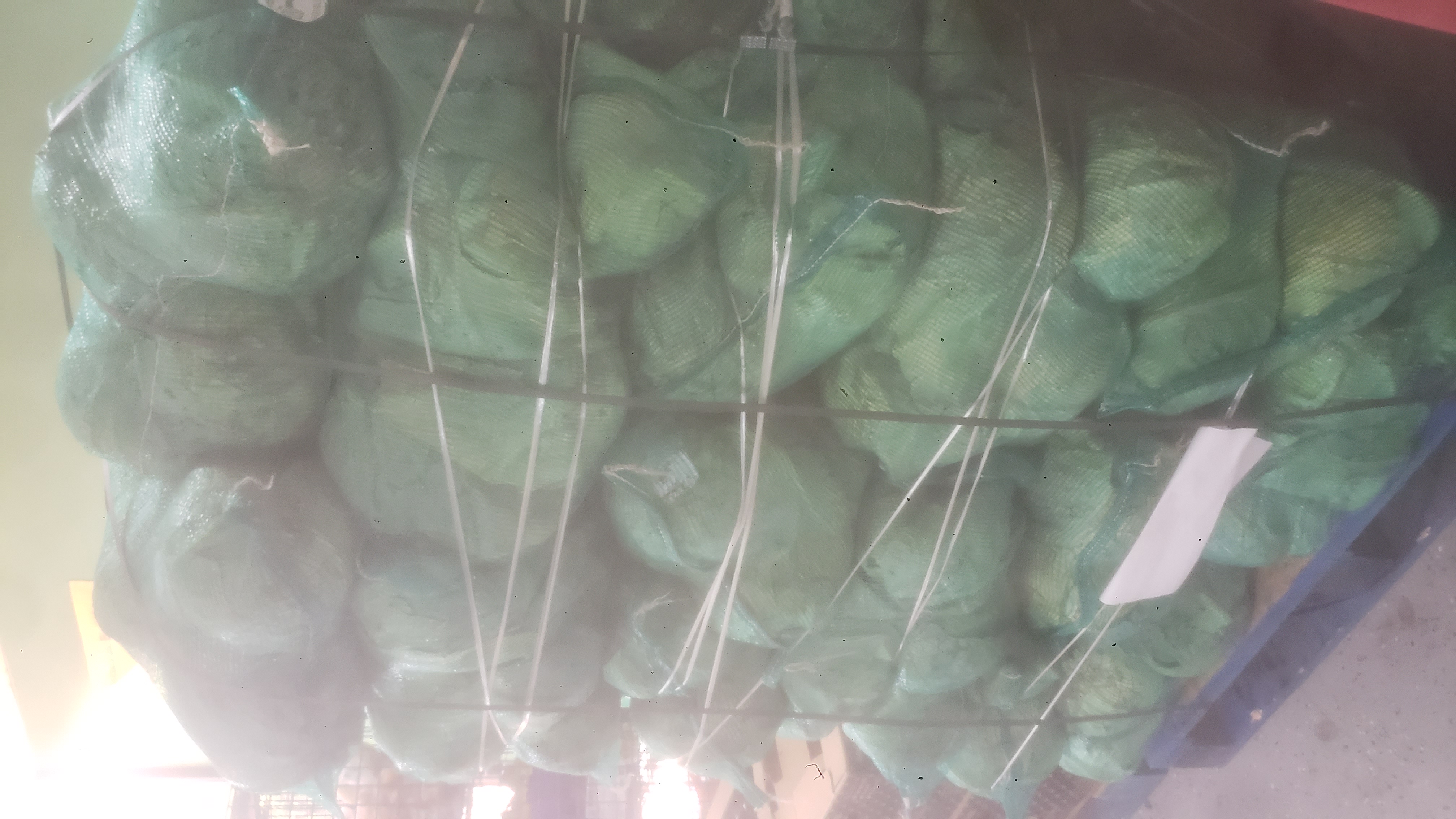 Pallet of cabbages in green mash bags.
